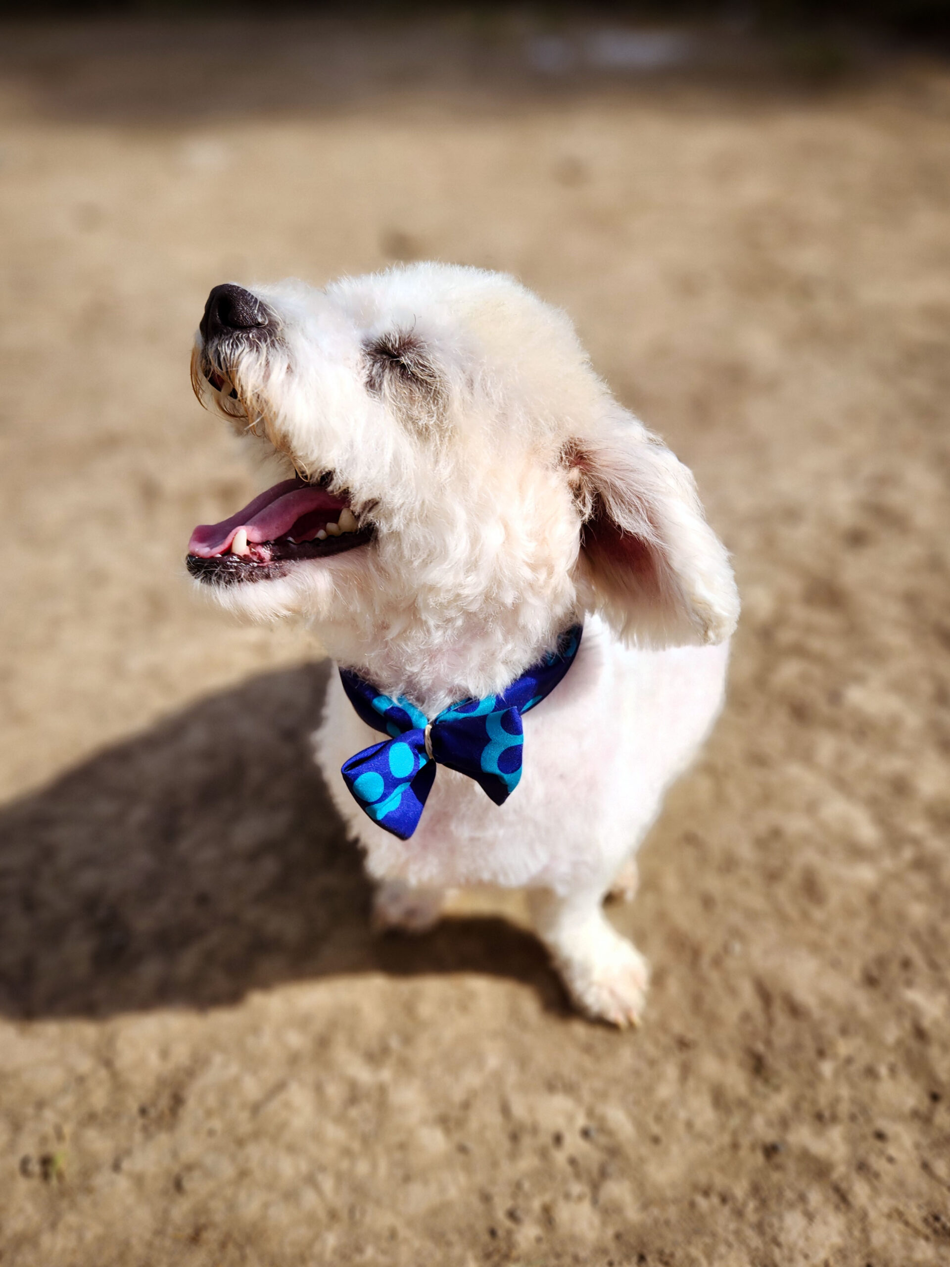 Pet Photography